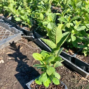 Mexican White Guava Tree Live Plant – 4 inch Pot – Sweet Tropical Fruit - Image 4