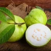 Mexican White Guava Tree Live Plant – 4 inch Pot – Sweet Tropical Fruit - Image 1