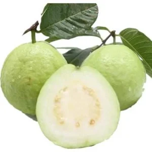 Mexican White Guava Tree Live Plant – 4 inch Pot – Sweet Tropical Fruit - Image 5