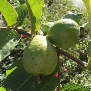 Mexican White Guava Tree Live Plant – 4 inch Pot – Sweet Tropical Fruit - Image 6