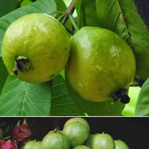 Mexican White Guava Tree Live Plant – 4 inch Pot – Sweet Tropical Fruit - Image 7