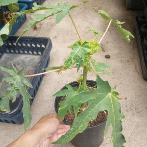 Mexico Papaya Live Plants - 2 Pack, 1 Gallon Pot, Fruit Trees - Image 1
