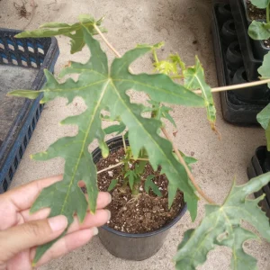 Mexico Papaya Live Plants - 2 Pack, 1 Gallon Pot, Fruit Trees - Image 2