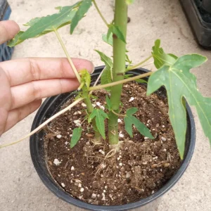 Mexico Papaya Live Plants - 2 Pack, 1 Gallon Pot, Fruit Trees - Image 3