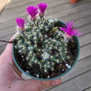 Mini Desert Rose Live Plant - Trichodiadema densum Succulent, 4 inch pot - Image 2