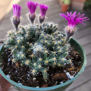 Mini Desert Rose Live Plant - Trichodiadema densum Succulent, 4 inch pot - Image 3