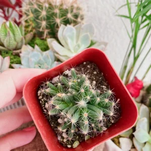 Mini Desert Rose Live Plant - Trichodiadema densum Succulent, 4 inch pot - Image 4