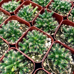 Mini Desert Rose Live Plant - Trichodiadema densum Succulent, 4 inch pot - Image 5
