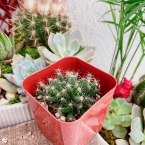 Mini Desert Rose Live Plant - Trichodiadema densum Succulent, 4 inch pot - Image 6