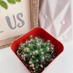 Mini Desert Rose Live Plant - Trichodiadema densum Succulent, 4 inch pot - Image 7