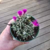 Mini Desert Rose Live Plant - Trichodiadema densum Succulent, 4 inch pot - Image 1