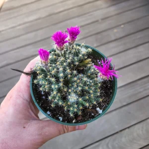 Mini Desert Rose Live Plant - Trichodiadema densum Succulent, 4 inch pot - Image 1