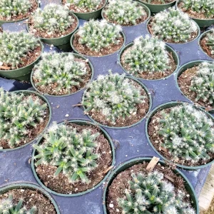 Mini Desert Rose Live Plant - Trichodiadema densum Succulent, 4 inch pot - Image 8