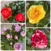 Mini Rose Starter Live Plants 4-Pack – Assorted Colors 3-6 Inches Tall - Image 1