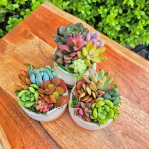 Mini Succulent Garden - 5 Live Succulents in 2.75