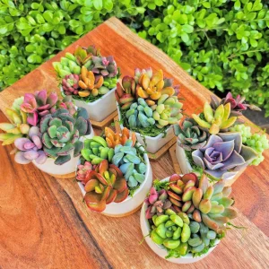 Mini Succulent Garden - 5 Live Succulents in 2.75
