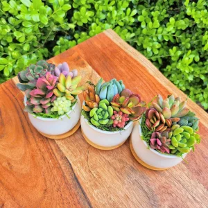 Mini Succulent Garden - 5 Live Succulents in 2.75