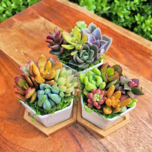 Mini Succulent Garden - 5 Live Succulents in 2.75