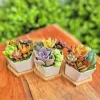 Mini Succulent Garden - 5 Live Succulents in 2.75" Ceramic Pot - Image 1