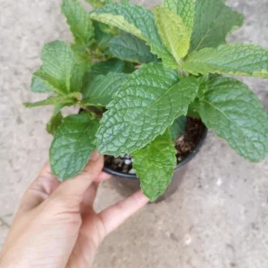 Mint Live Plant – 4 Inch Pot – Fresh Culinary Herb for Cooking & Gardening - Image 2