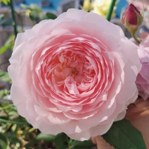 Misaki Rose Live Plant - Continuous Blooming, Fragrant Shrub, 60-80 cm Tall, Outdoor - Image 2