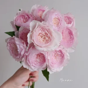 Misaki Rose Live Plant - Continuous Blooming, Fragrant Shrub, 60-80 cm Tall, Outdoor - Image 3