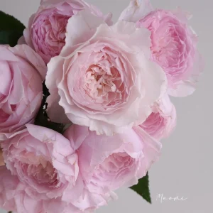 Misaki Rose Live Plant - Continuous Blooming, Fragrant Shrub, 60-80 cm Tall, Outdoor - Image 4