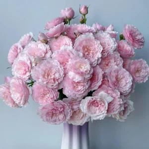 Misaki Rose Live Plant - Continuous Blooming, Fragrant Shrub, 60-80 cm Tall, Outdoor - Image 5