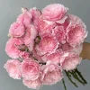 Misaki Rose Live Plant - Continuous Blooming, Fragrant Shrub, 60-80 cm Tall, Outdoor - Image 1
