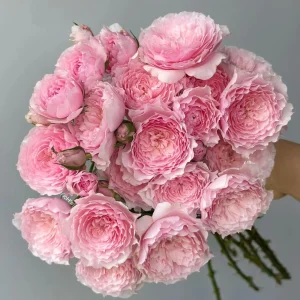 Misaki Rose Live Plant - Continuous Blooming, Fragrant Shrub, 60-80 cm Tall, Outdoor - Image 1
