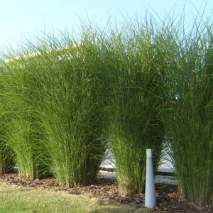 Miscanthus 'Gracillimus' Ornamental Perennial Grass Live Plant - 6-10