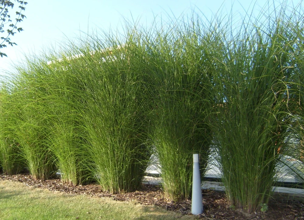 Miscanthus 'Gracillimus' Ornamental Perennial Grass Live Plant - 6-10" Tall Starter - Image 2