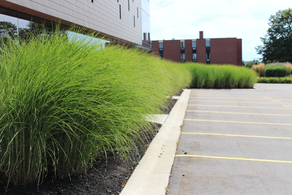 Miscanthus 'Gracillimus' Ornamental Perennial Grass Live Plant - 6-10" Tall Starter - Image 3