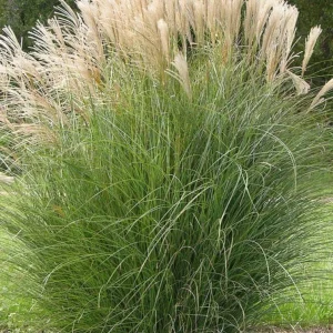 Miscanthus 'Gracillimus' Ornamental Perennial Grass Live Plant - 6-10