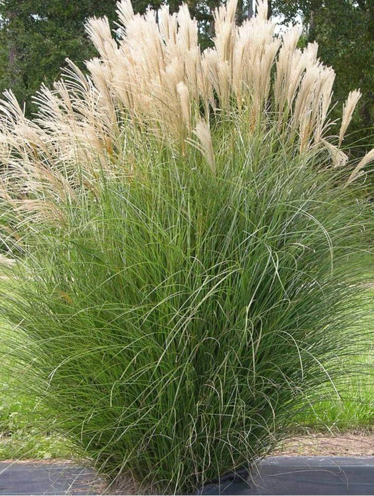 Miscanthus 'Gracillimus' Ornamental Perennial Grass Live Plant - 6-10" Tall Starter - Image 4