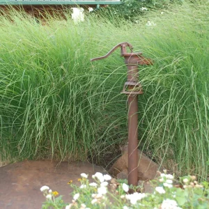 Miscanthus 'Gracillimus' Ornamental Perennial Grass Live Plant - 6-10" Tall Starter - Image 1