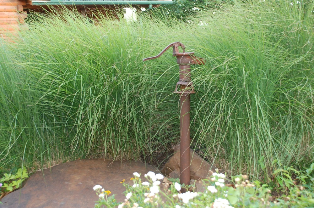Miscanthus 'Gracillimus' Ornamental Perennial Grass Live Plant - 6-10" Tall Starter - Image 1