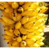 Misi Luki Banana Tree Live Plant - Exotic Tropical Fruit Plant, 3 Gallon - Image 1