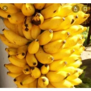 Misi Luki Banana Tree Live Plant - Exotic Tropical Fruit Plant, 3 Gallon - Image 1