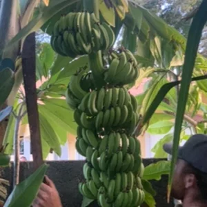 Misi Luki Banana Tree Live Plant - Exotic Tropical Fruit Plant, 3 Gallon - Image 3