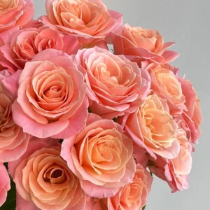 Miss Piggy Rose Live Plant – Yellow Pink Fragrant Cut Flower Rose - Image 3