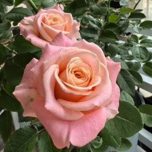 Miss Piggy Rose Live Plant – Yellow Pink Fragrant Cut Flower Rose - Image 4