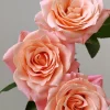 Miss Piggy Rose Live Plant – Yellow Pink Fragrant Cut Flower Rose - Image 1
