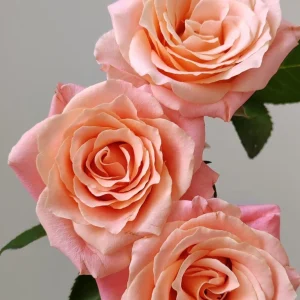 Miss Piggy Rose Live Plant – Yellow Pink Fragrant Cut Flower Rose - Image 1