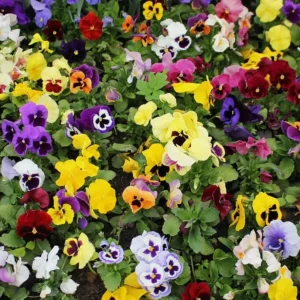 Mixed Color Pansy Live Plants - Viola x Wittrockiana - 4