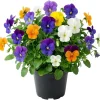 Mixed Color Pansy Live Plants - Viola x Wittrockiana - 4" Pot - Outdoor - Image 1
