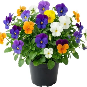 Mixed Color Pansy Live Plants - Viola x Wittrockiana - 4