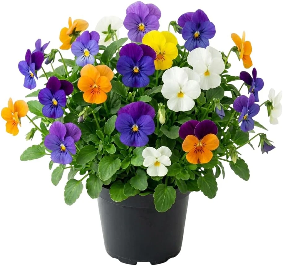 Mixed Color Pansy Live Plants - Viola x Wittrockiana - 4" Pot - Outdoor - Image 1