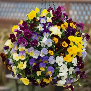 Mixed Color Pansy Live Plants - Viola x Wittrockiana - 4