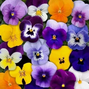Mixed Color Pansy Live Plants - Viola x Wittrockiana - 4